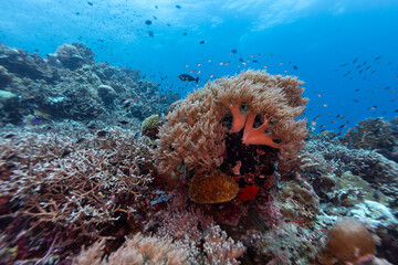 A vibrant coral reef teeming with life, showcasing the beauty and biodiversity of the underwater ecosystem. © Pete Niesen Photo