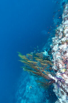 A school of bannerfish swim around a sea fan attached to a coral reef.