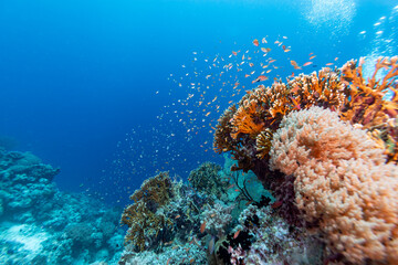A vibrant underwater scene showcases a thriving coral reef teeming with life. Schools of small, orange fish swim around the coral formations, creating a dynamic and colorful spectacle.  © Pete Niesen Photo