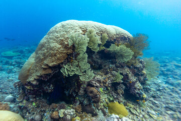 A large coral formation is seen underwater, with various types of coral growing on it, creating a diverse and vibrant ecosystem. © Pete Niesen Photo