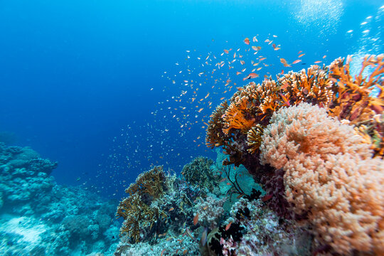 A vibrant underwater scene showcases a thriving coral reef teeming with life. Schools of small, orange fish swim around the coral formations, creating a dynamic and colorful spectacle. 