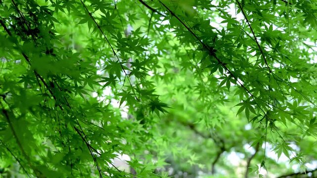 Fresh green Japanese maple Momiji leaves swaying in wind