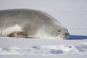 Fototapeta premium Crabeater Seal on ice