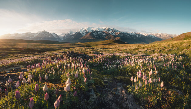 Mountain landscape with field of flowers