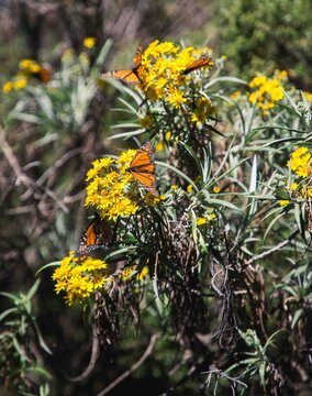 Mariposas monarcas en parque