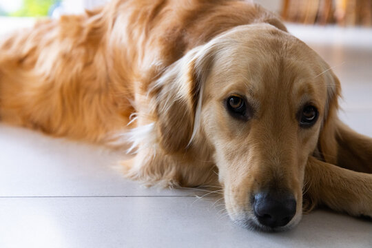 Golden dog lying on pale tile floor lifting head, gazing as camera moving closer, pet care