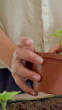Vertical video: Lowering grower repotting sprout in brown pot with soil on bench, rolled sleeves
