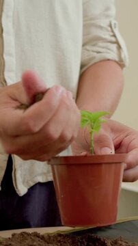 Vertical video: Picking up pot and soil, gardener rolled sleeves transplanting seedling at home