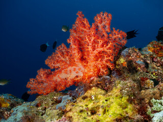 A vibrant orange soft coral is the centerpiece of this underwater scene, surrounded by the deep blue of the ocean. Several small, dark fish swim near © Pete Niesen Photo