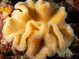 A close-up shot of a bright yellow coral with white polyps, resting on a reef. © Pete Niesen Photo