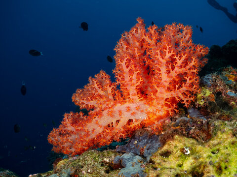 A diver swims past a vibrant orange soft coral and a camouflaged frogfish on a coral reef.