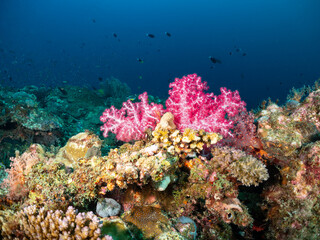 A vibrant coral reef teeming with life, featuring a striking pink soft coral in the foreground, surrounded by various other corals and small fish swim © Pete Niesen Photo