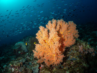 A school of blue and yellow fish swim near a vibrant orange soft coral in the deep blue ocean. © Pete Niesen Photo