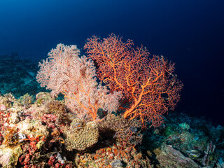 A vibrant coral reef ecosystem teeming with life, featuring large sea fans in shades of orange and white, surrounded by smaller corals and sponges. A © Pete Niesen Photo