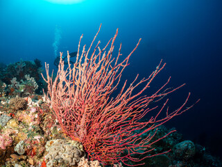 A diver swims past a vibrant red sea fan coral on a reef in the ocean. © Pete Niesen Photo