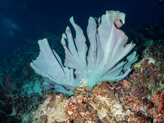 A large, fan-shaped gorgonian coral, a type of soft coral, dominates the foreground of this underwater scene. The coral's pale blue-green surface is t © Pete Niesen Photo