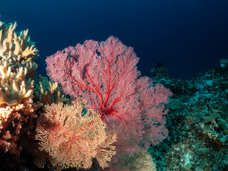 A vibrant underwater scene showcases a variety of corals, including a large, intricate red sea fan, alongside branching yellow corals. The deep blue o © Pete Niesen Photo