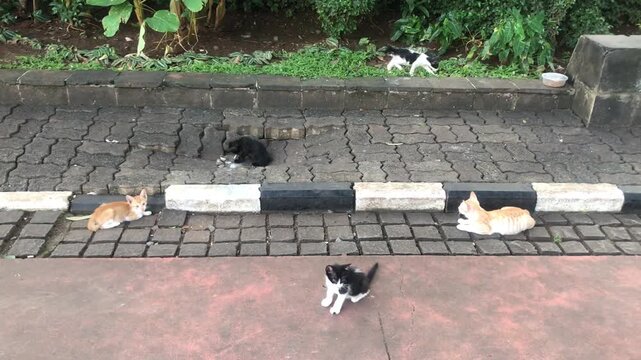A group of stray cats of various colors are resting and playing on a paved walkway and grassy area.