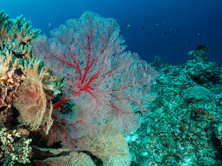 A vibrant coral reef ecosystem teeming with life, featuring large sea fans in shades of red and white, alongside various corals and small fish swimmin © Pete Niesen Photo