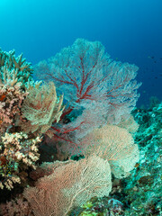 A vibrant underwater scene showcases a variety of colorful sea fans and corals in the deep blue ocean. The intricate structures of the sea fans, with © Pete Niesen Photo