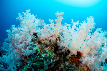 A vibrant underwater scene showcases a thriving coral reef, teeming with life and color. Soft corals sway gently in the current, providing shelter for small fish that dart among the branches.  © Pete Niesen Photo