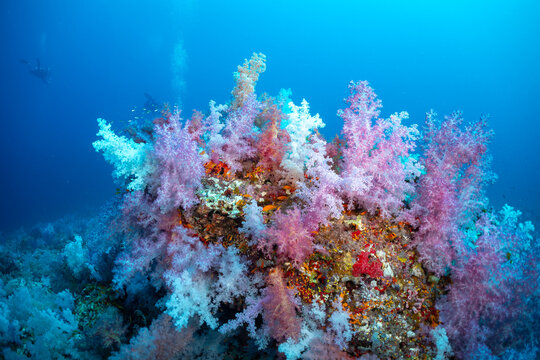 Underwater coral reef with colorful soft corals and small fish.