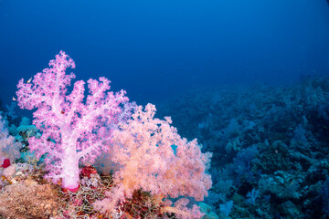 A vibrant underwater scene showcases soft corals, likely Dendronephthya, in shades of pink and white, creating a visually striking contrast against the deep  © Pete Niesen Photo