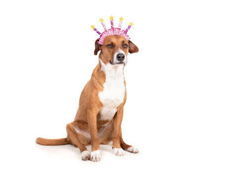 Isolated dog wearing happy birthday hat. Full body of slouchy sitting dog with reluctant or grumpy body language. Female Harrier mix. Pet birthday party concept. Selective focus.