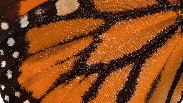 Extreme CloseUp Macro Shot of Monarch Butterfly Wing Texture and Pattern.