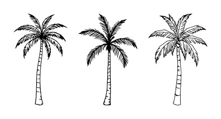 Fototapeta premium Palm tree set with black line art on white background featuring tropical foliage, silhouette, botanical illustration with design and vector graphics