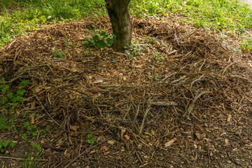 Fototapeta premium Pile of wood chips and mulch at base of tree trunk in grassy area, natural ground cover. 