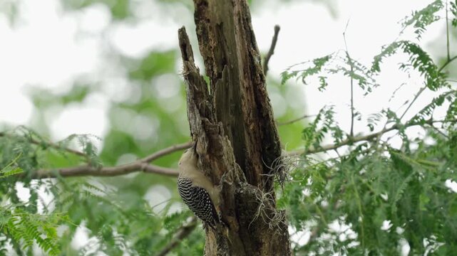 A female Red-crowned Woodpecker (Melanerpes rubricapillus) moves around an old tree trunk, inserting its long tongue into crevices while searching for food. Captured in 4K, this footage highlights spe