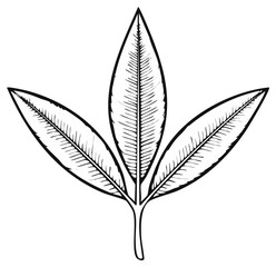 Obraz premium Ink drawing of a sprig of three leaves