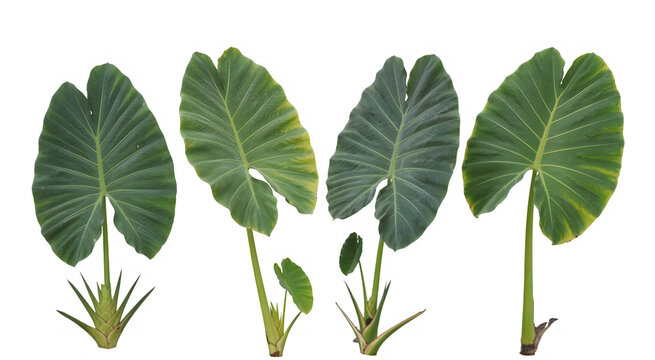 Elephant Ear Leaves Set On Transparent Background 