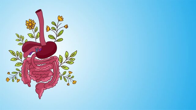 human digestive system anatomy including stomach and intestinal organs health