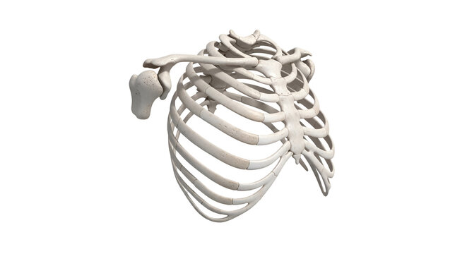 Human rib cage bone structure anatomical skeletal system showing clavicle and shoulder blade isolated on black background 3D render