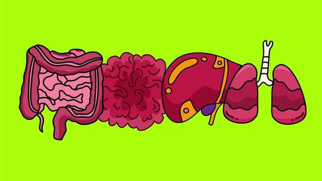 complete human digestive and respiratory system organs in horizontal row