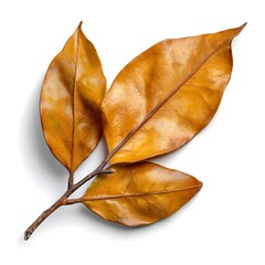 Fototapeta premium Elegant Golden Leaves on White Background for Natural and Autumn Themes