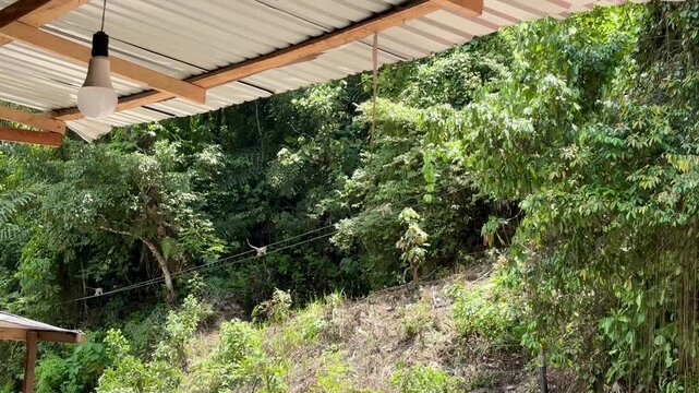 A group of long-tailed macaques (Macaca fascicularis) are walking on the electric cable track.