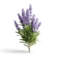 Obraz premium Beautiful Purple Lavender Flowers Arrangement in Green Leaves Isolated on White Background