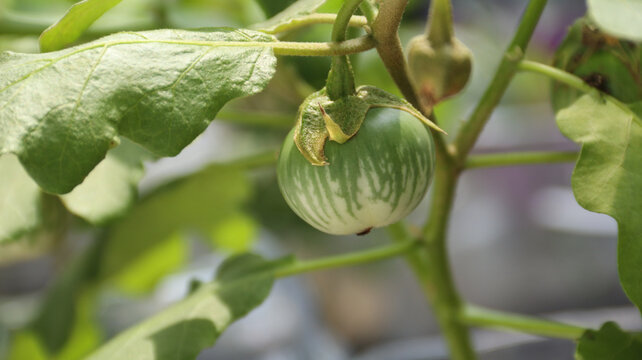 round green eggplant (terung lalap), thai round eggplant in the garden	