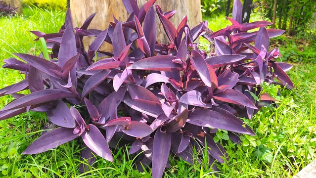 Tradescantia pallida Purple Heart plant, vibrant close-up contrasting beautifully.
