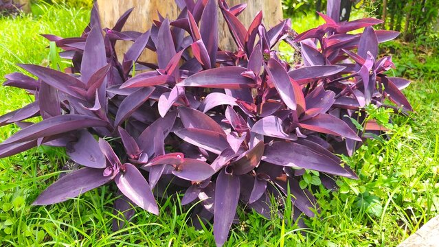 Tradescantia pallida Purple Heart plant, vibrant close-up contrasting beautifully.
