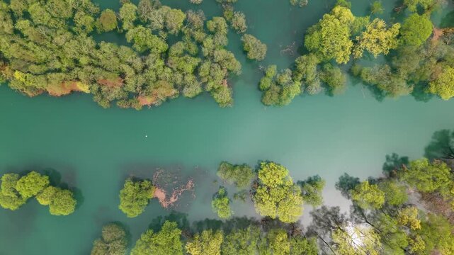 春の白川湖の水没林を真俯瞰から撮影しました