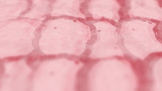 Skin Cells up Close on Human Dermis