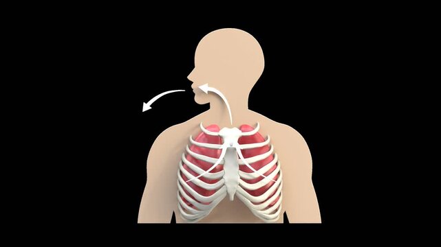 3D Diaphragmatic Breathing | Alpha Channel