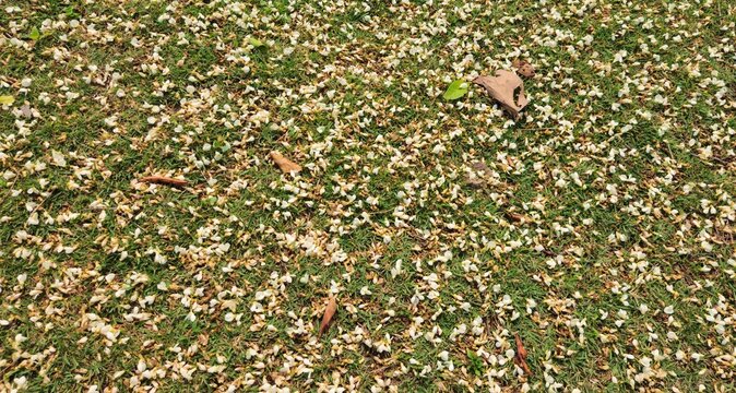 Fallen White Flower Petals on Green Grass Background
