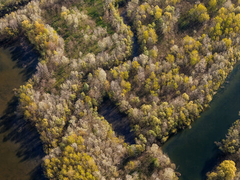 Aerial view of Parco Fluviale del Po with winding river channels and dense spring foliage on the riverbanks in Trino, Piedmont, Italy.