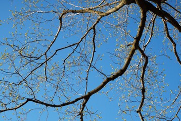 Obraz premium Tree with budding leaves on a sunny spring day, low angle photo with clear blue sky