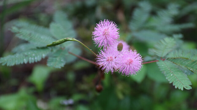 Mimosa pudica, Neptunia plena shrub plant or touch me not plant or mimosa pudica sensitif plant growing in the garden. 'bunga putri malu' shy plant. pink flower. natural background